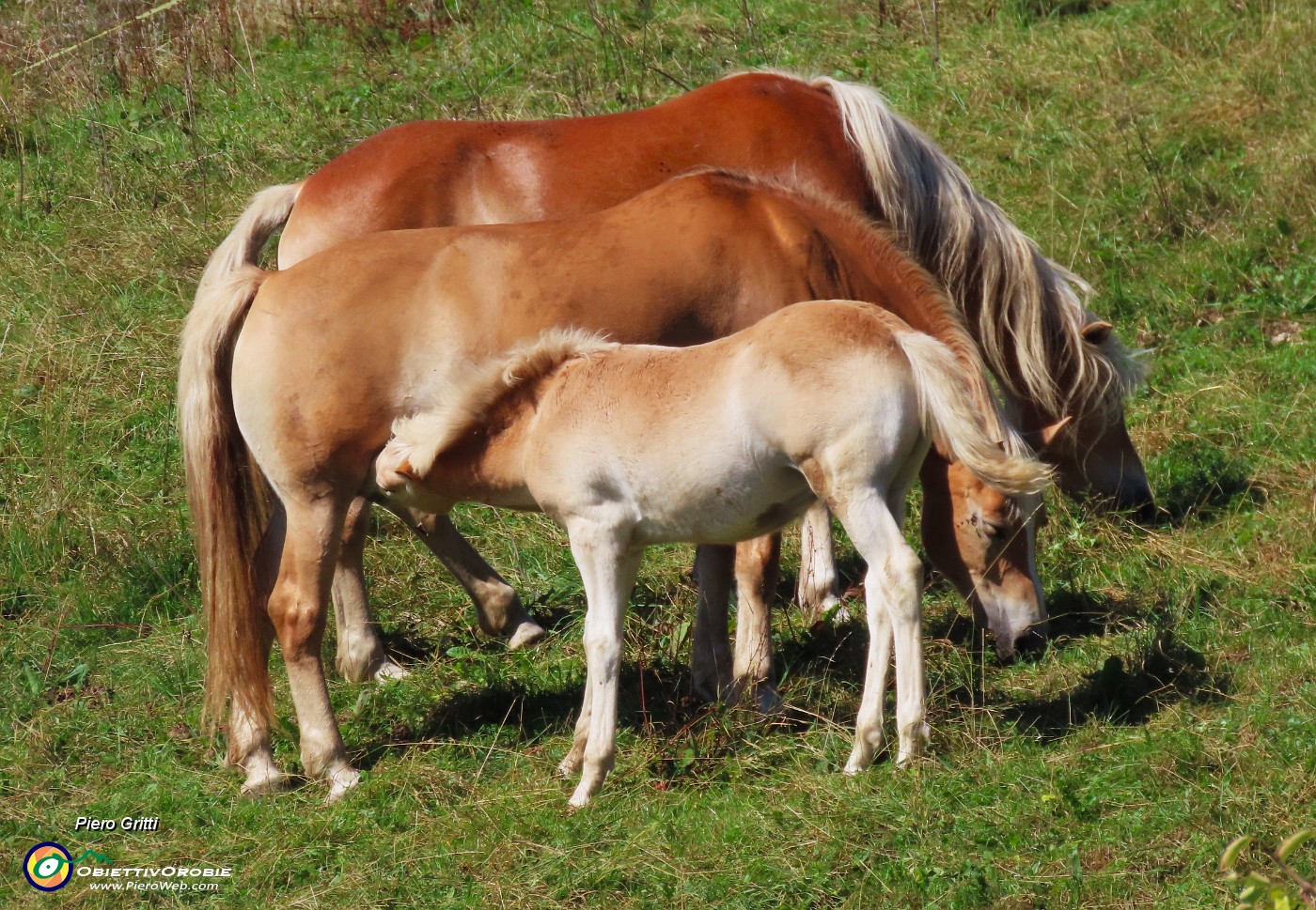 61 Padre, madre al pascolo d'erba, il piccolo al pascolo di latte.JPG